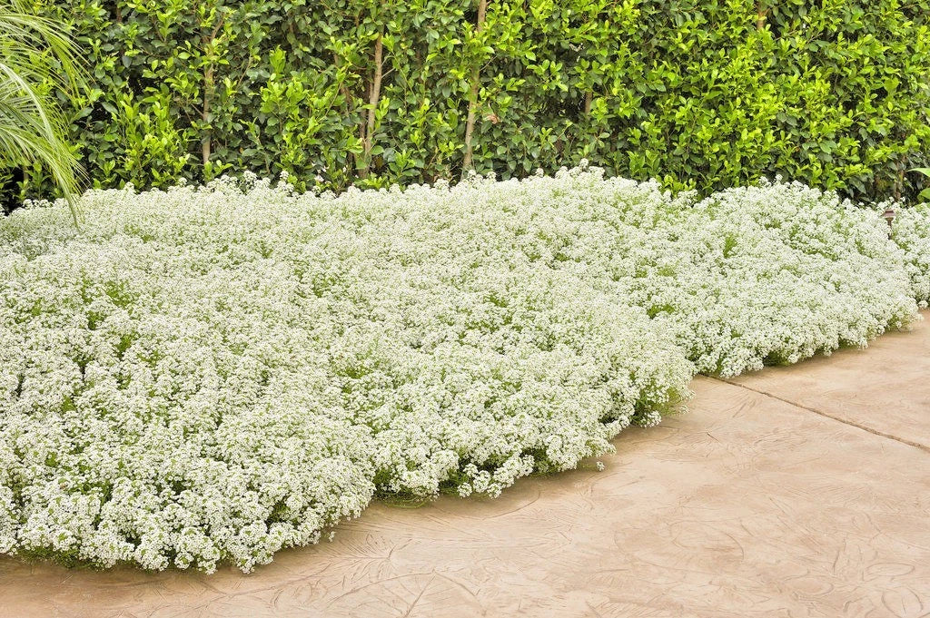 Sweet Alyssum Flower Seeds 1500+ Drought Tolerant Groundcover Lobularia maritima White Lavender