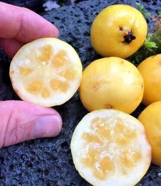Yellow Lemon Guava Seeds 100 Count - Tropical Fruit Seeds Psidium guajava - Sweet Aromatic Flavor for Home Gardening