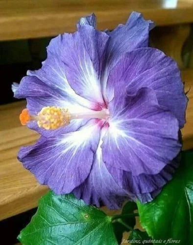Blue White Hibiscus Seeds - 20 Perennial Flower Seeds - Hibiscus rosa-sinensis - USA Seller