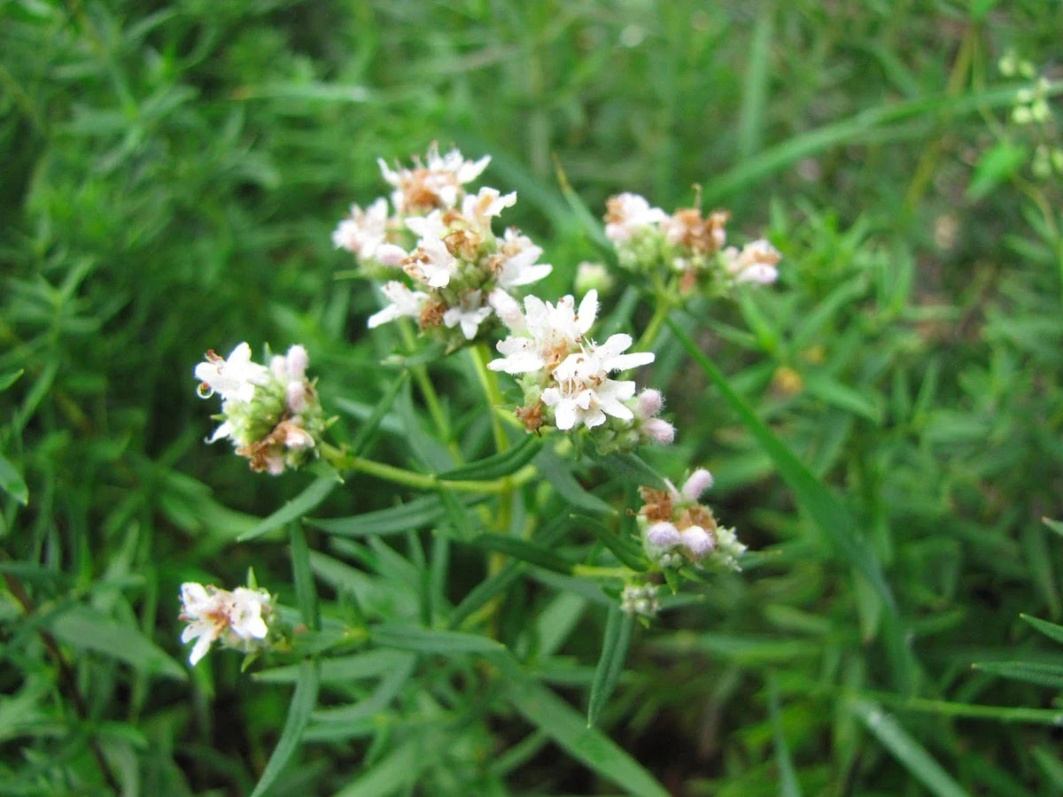 Mint Seeds 300 Count - Mountain Wild Mint - Mentha longifolia - Perfect for Shade/Sun - Culinary Herb Gardening