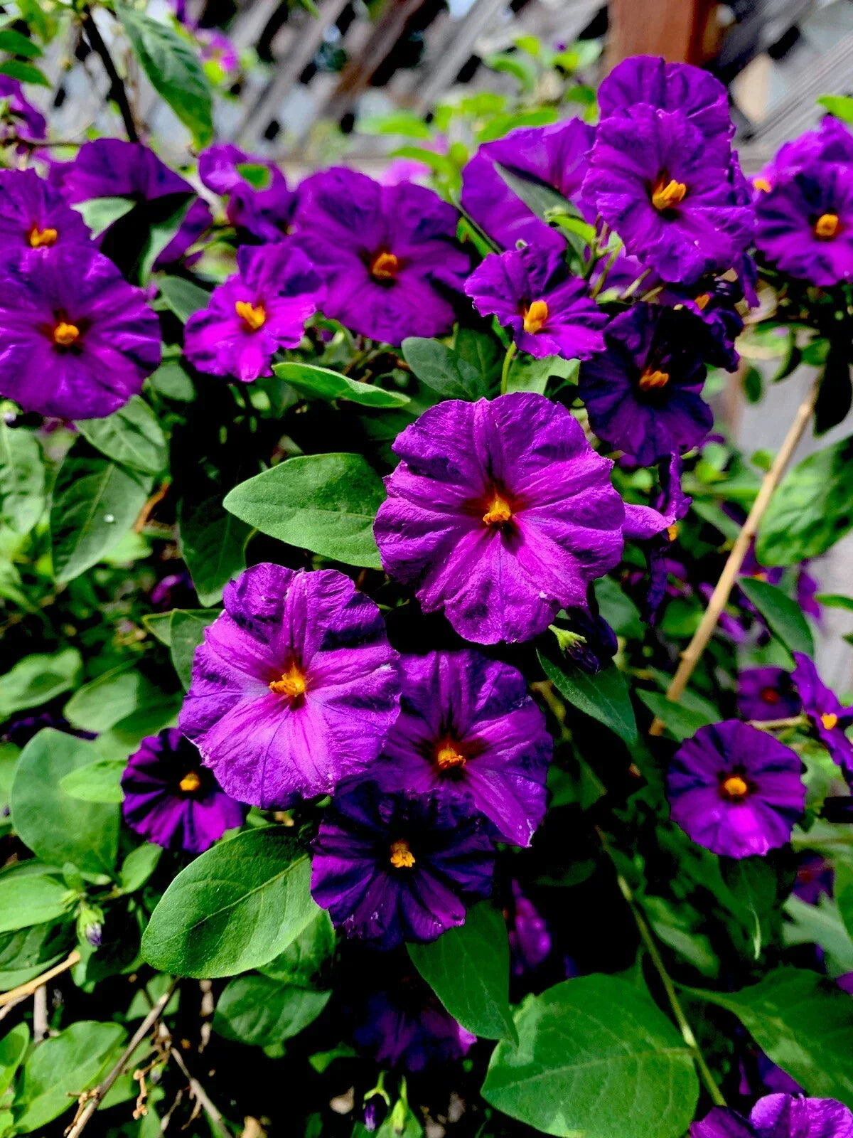 Lycianthes rantonnetii Kangaroo Apple Plants - Set of 2, 4" Pot Size, Easy Care Ornamental Foliage, Vibrant Flowers