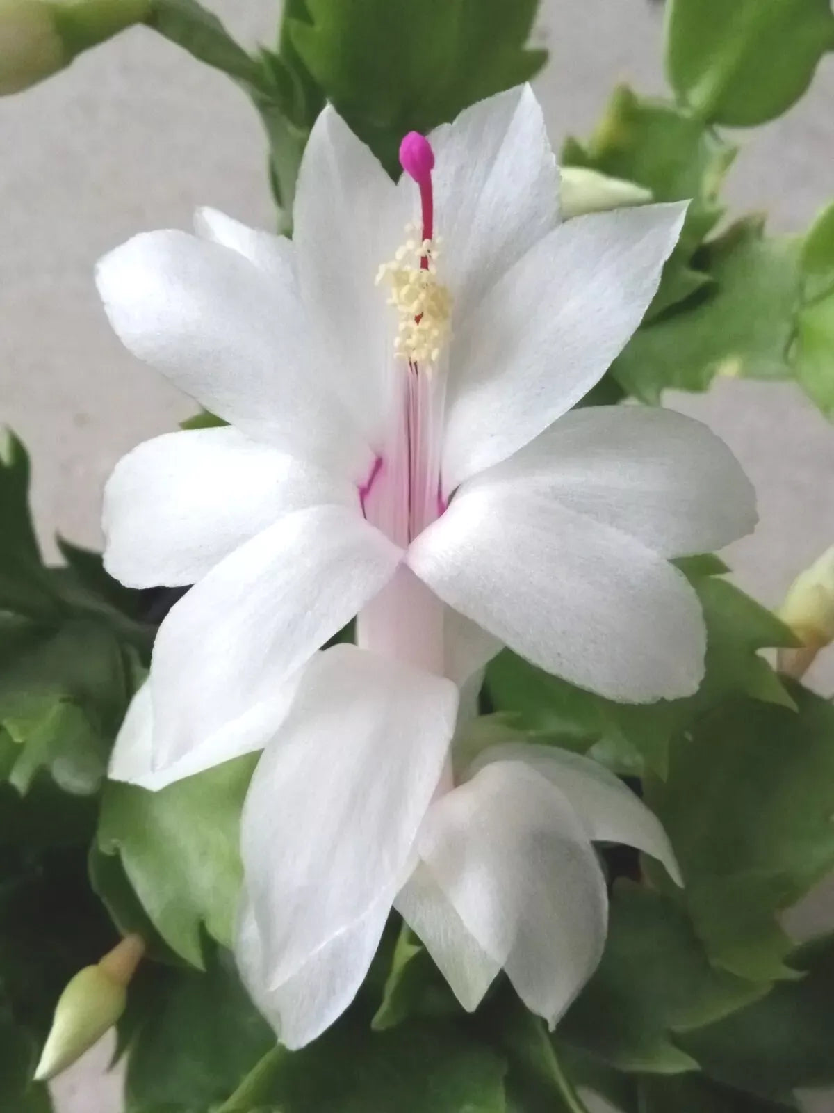 Thanksgiving Cactus Cuttings - 5 White Schlumbergera Zygocactus Leaf Cuttings for Planting - Holiday Decor