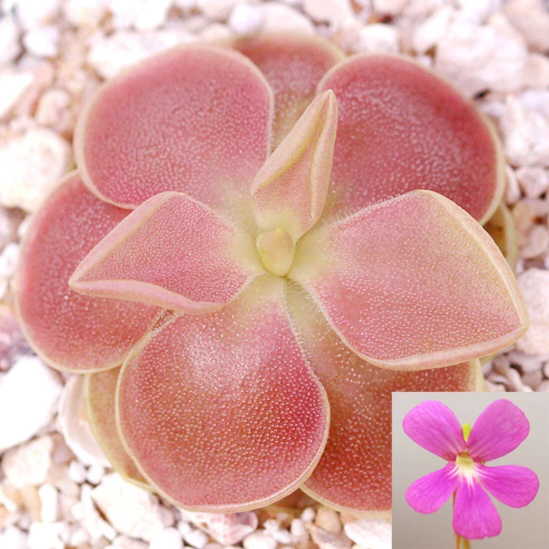 Carnivorous Plant Pinguicula 'Sethos' ~1" Live Mexican Butterwort for Home Garden Decor - Unique Insect Trap