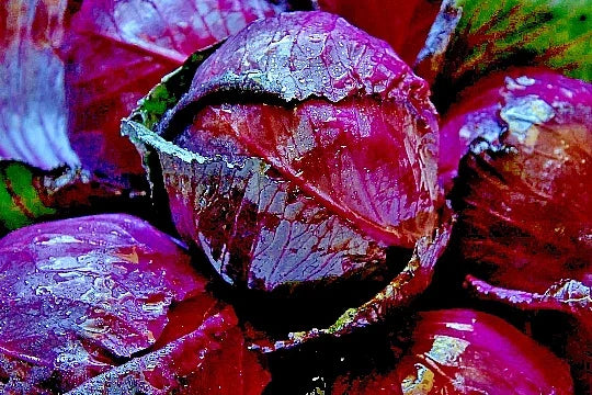 Red Acre Cabbage Seeds - 500+ Heirloom Non-GMO Vegetable Seeds - Brassica oleracea for Home Gardens and Small Farms