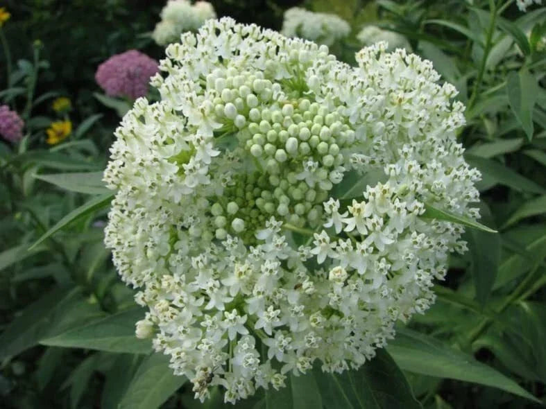 White Swamp Milkweed Seeds - 100 Count - Asclepias incarnata - Native Plant for Pollinators - Whorled Milkweed