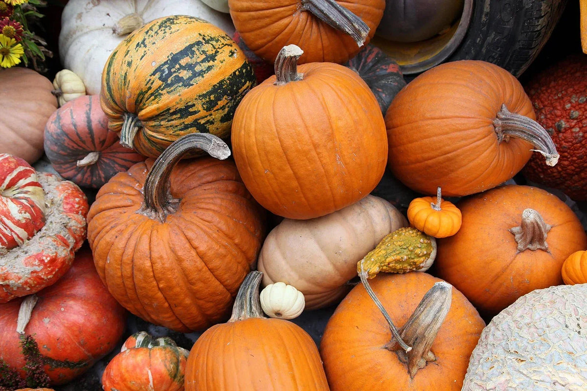Pumpkin Seeds Kit - 30 Seeds - Grow Pumpkins (Cucurbita pepo) for Profit - Ideal for Gardens and Seasonal Decor