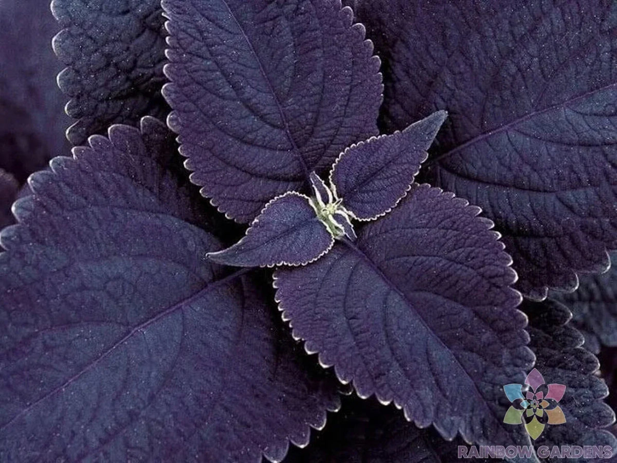 Black Coleus Seeds - 25+ Count - Coleus blumei - USA Grown for Garden Planting - Easy to Grow, Vibrant Foliage