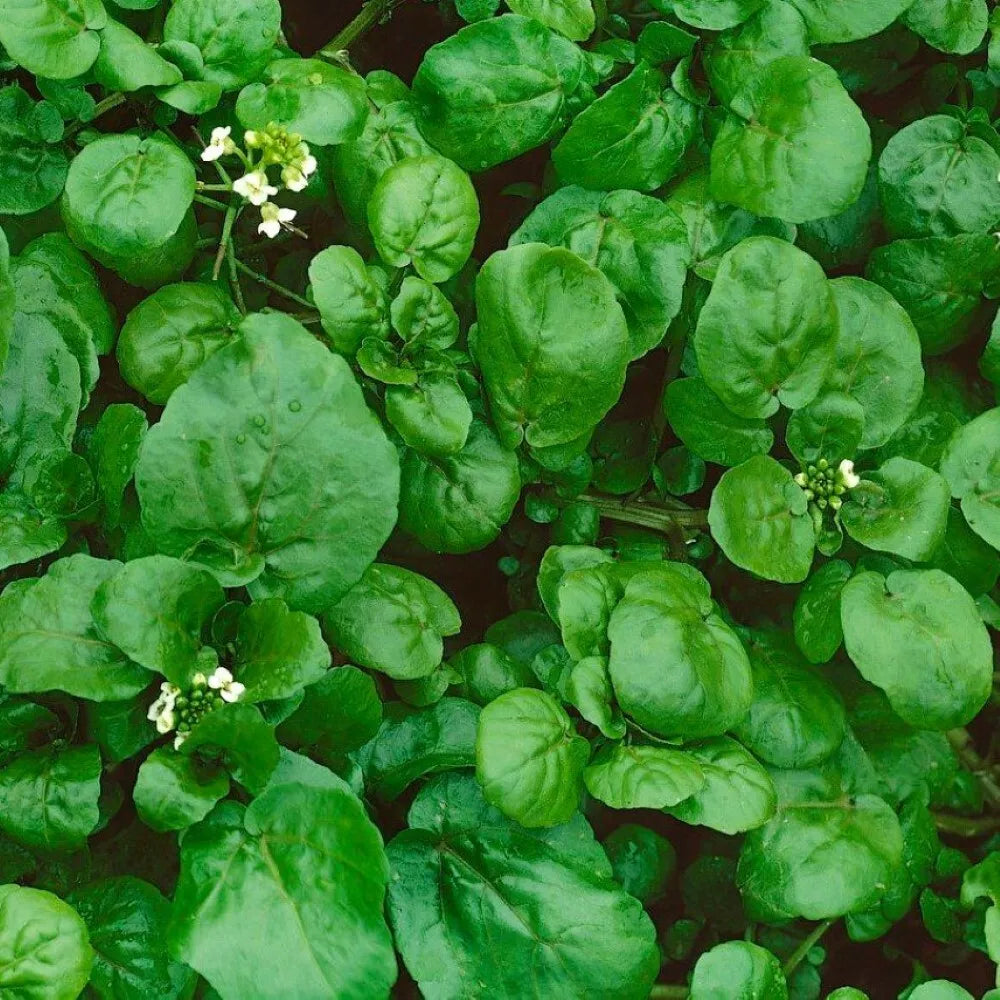 Watercress Seeds | NON-GMO Heirloom Garden Seeds | Nasturtium officinale | Fast-Growing, Fresh Flavor for Salads