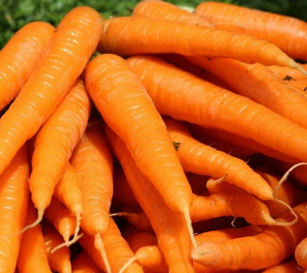 Tendersweet Carrot Seeds 1000+ Non-GMO Daucus carota Spring Vegetable Garden Seeds for Easy Planting and Harvest