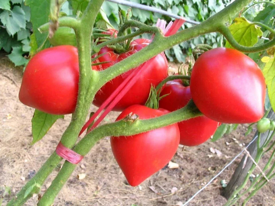 Organic Pink Oxheart Tomato Seeds - 100 Count - Heirloom Variety - Solanum lycopersicum - USA Grown Non-GMO