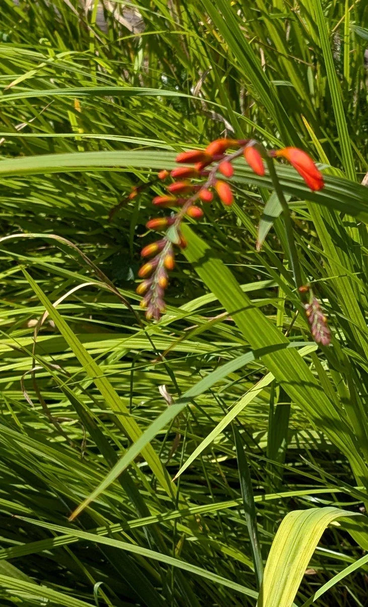 15 Organic Crocosmia Lucifer Bulbs | Easy to Grow Red Flowers | Crocosmia x crocosmiiflora | Perennial Garden Plants