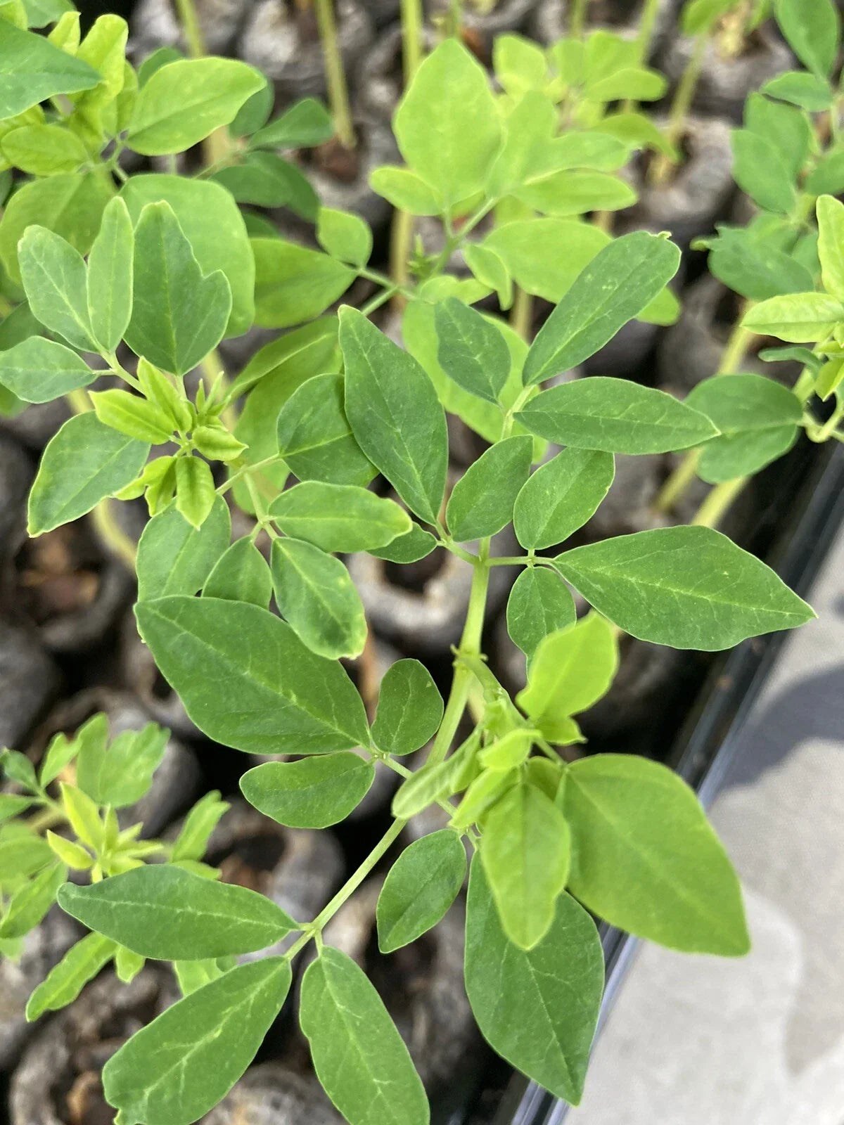 Moringa Oleifera Tree Cuttings 4"-8" Organic - Pack of 6 for Planting, Nutrient-Rich Gardening, Easy to Grow