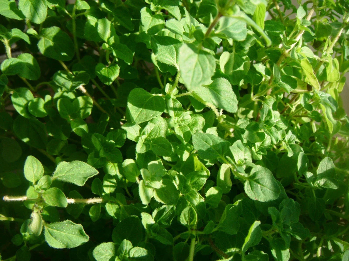 Thyme Herb Seeds - 1000 Count - Common Variety (Thymus vulgaris) - Culinary Perennial for Gardens & Containers