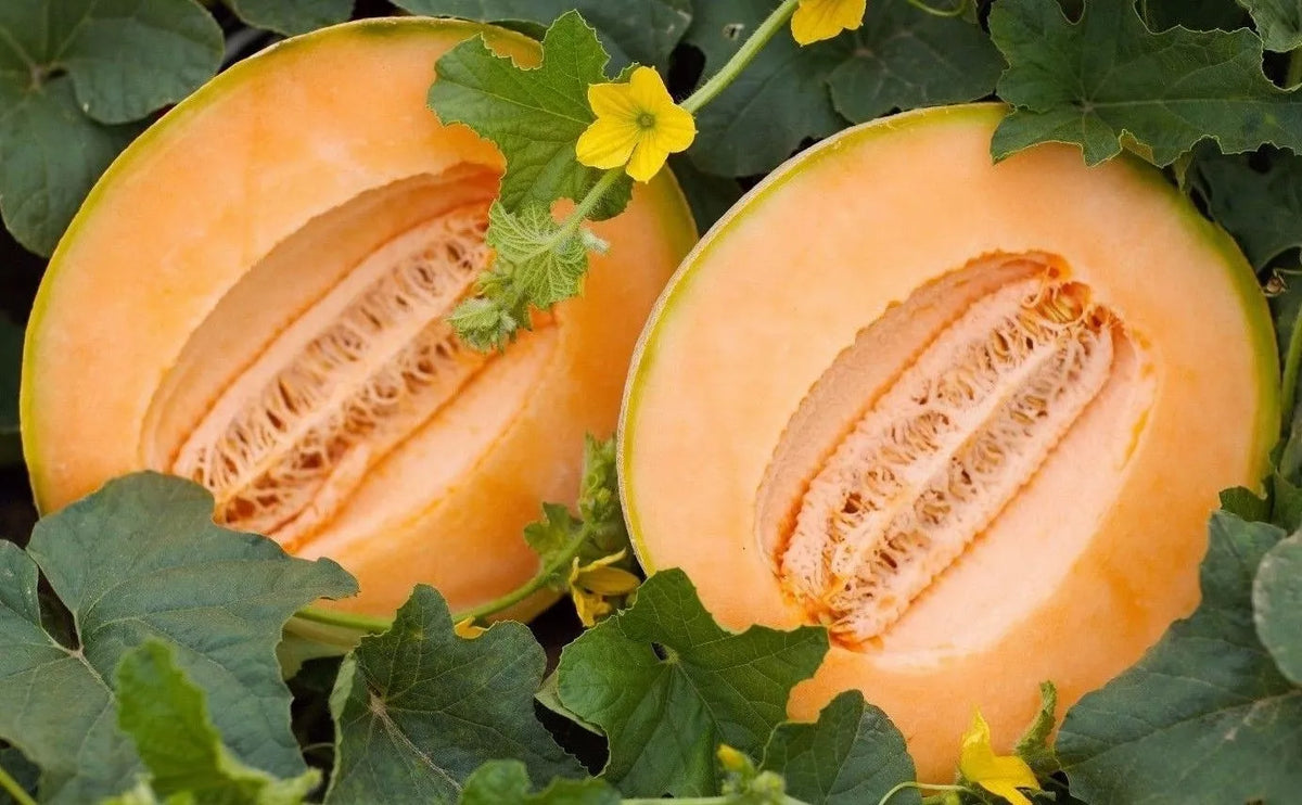 Delicious 51 Melon Seeds, Cantaloupe, NON-GMO, Cucumis melo, Various Packet Sizes for Home Gardening