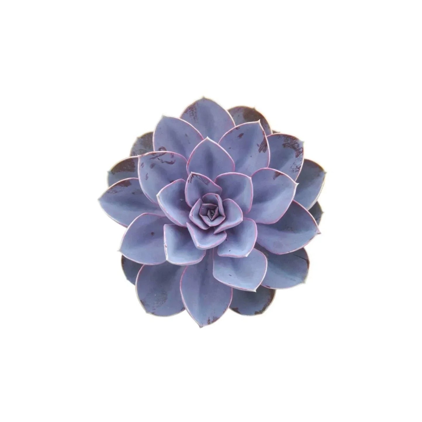 Echeveria Purple Pearl Succulent | 4-Inch Rooted Starter Plant | Colorful Variety | Echeveria 'Purple Pearl'