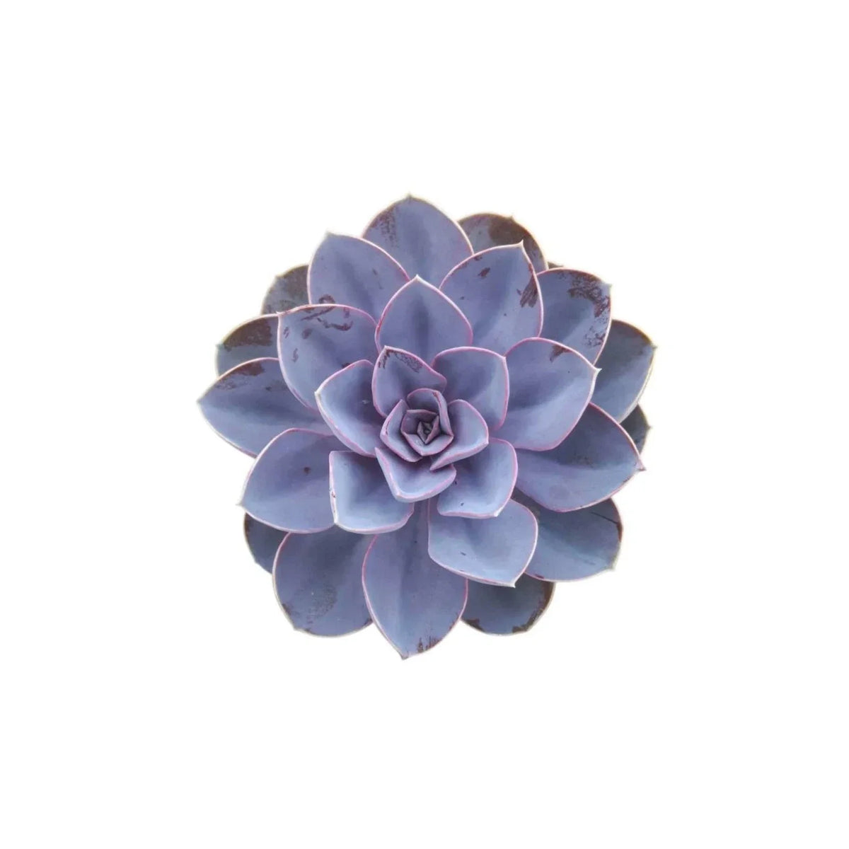 Echeveria Purple Pearl Succulent | 4-Inch Rooted Starter Plant | Colorful Variety | Echeveria 'Purple Pearl'