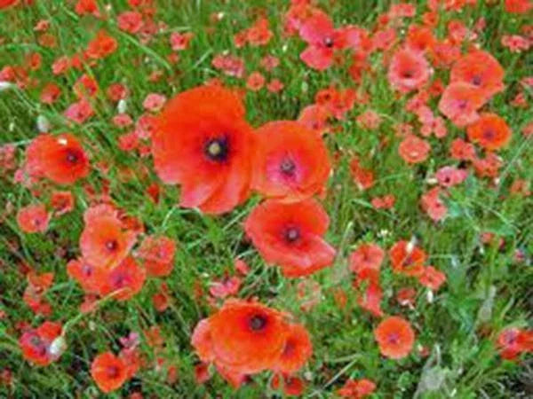 Shirley Poppy Seeds 1000 Count, Bright Red Blooms, Non-GMO, Papaver rhoeas - Ideal for Borders & Cut Flowers