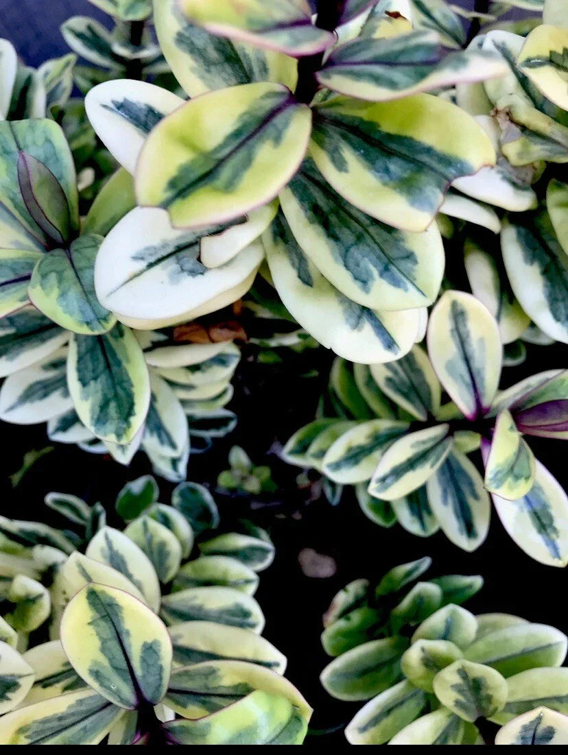 Hebe Plant 4" Variegated Leaves Veronica c. franciscana - Compact, Low-Maintenance Garden Plant for Borders & Containers