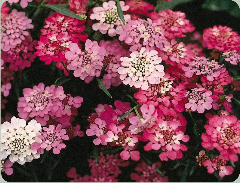 Candytuft Seeds 325 Pack - White Pink Perennial - Iberis umbellata - Easy to Grow for Borders & Rock Gardens