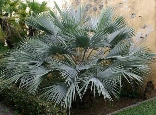 Brahea Armata Seedling - 10-12 Inches - Blue Hesper Palm - Hardy Indoor/Outdoor Plant (Brahea armata)