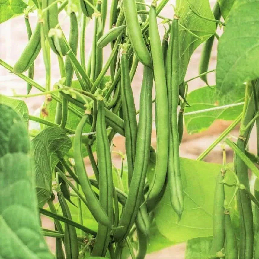 Blue Lake FM1k Green Bean Seeds - Non-GMO, Stringless, Pole Variety - Phaseolus vulgaris - 100 Seeds for Planting