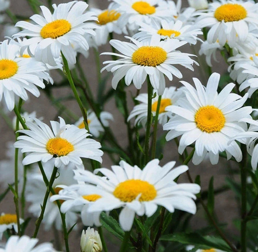 Shasta Daisy Bare Root Live Plant - White & Yellow Flowers - Leucanthemum × superbum - Hardy Perennial for Gardens