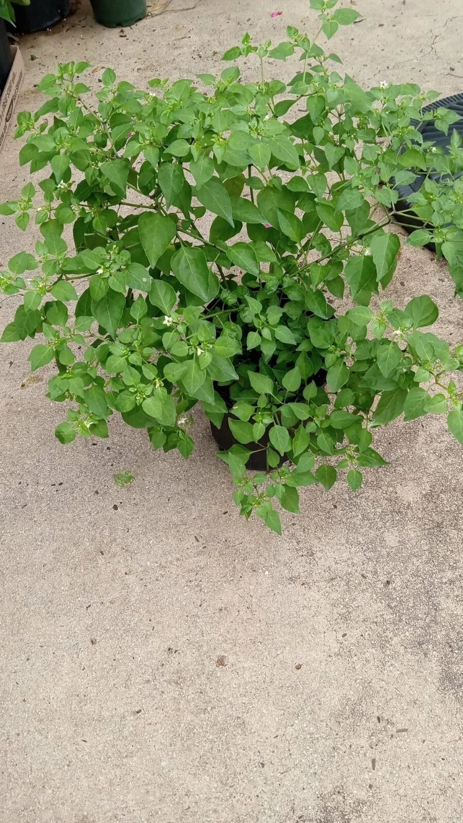 Chilpetin Pepper Plant - 1 Chile - Capsicum annuum Tepin Petin - Compact, Fiery Flavor for Gardens and Containers