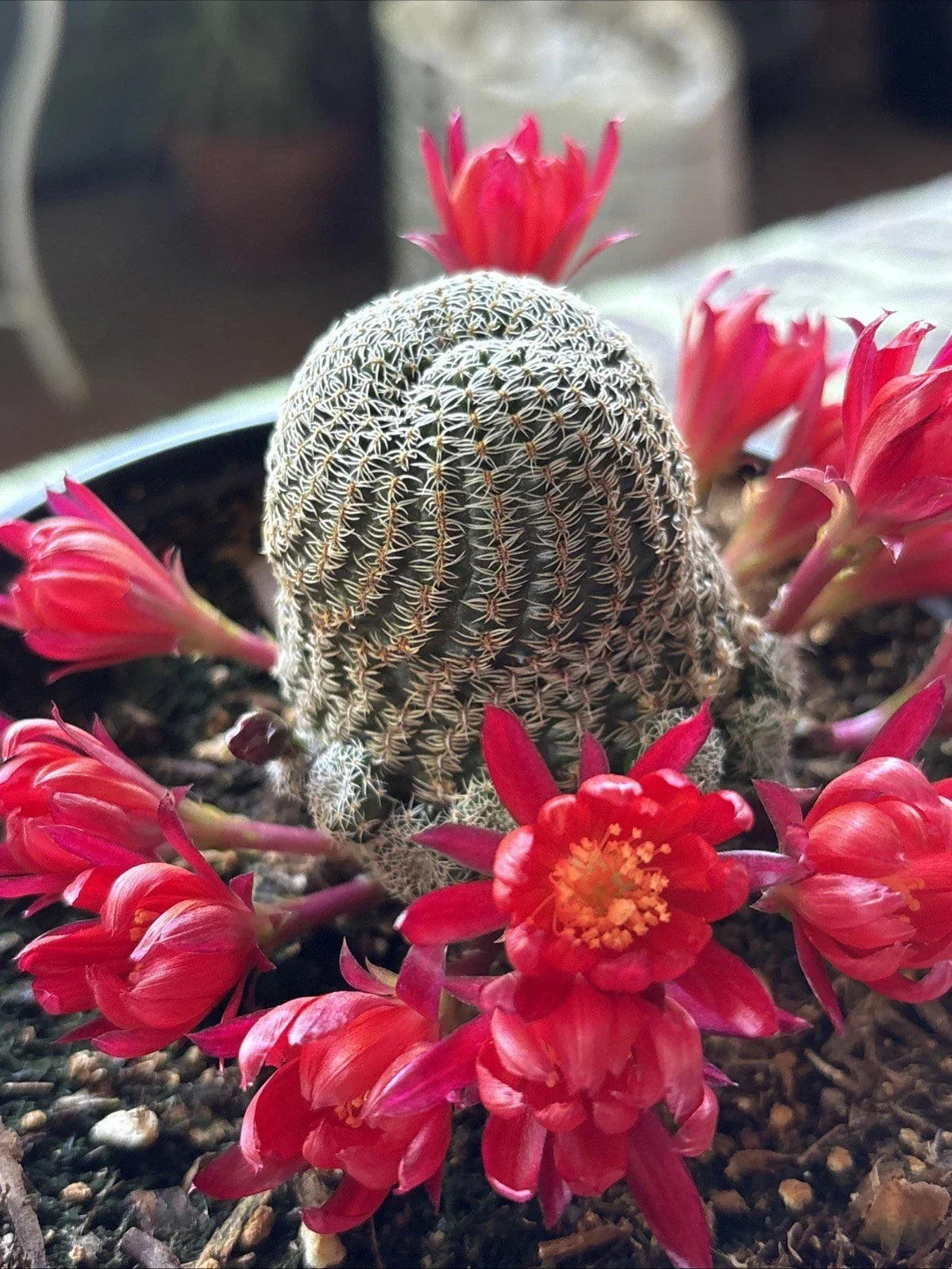 Rebutia Albopectinata Cactus 6 Inch Pot - Unique Spines Succulent for Indoor Decor - Rooted Plant, Easy Care Cactus