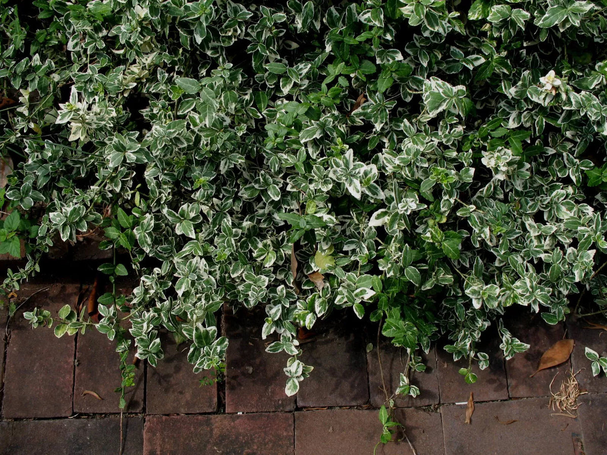 Blonde Variegated Winter-Creeper Cuttings Set of 12 - Euonymus fortunei - Non-Rooted Perennial Ground Cover and Vine