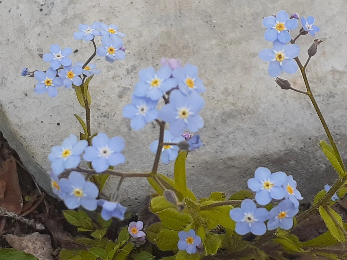 Forget-Me-Not Seeds, Blue Perennial, Myosotis sylvatica, 25+ Non-GMO Seeds for Garden Planting, Attracts Pollinators