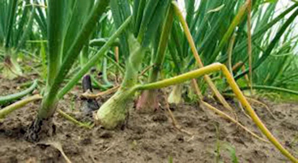 Texas Early Grano Onion Seeds - Heirloom Vidalia Type - 25+ Seeds - Allium cepa - Short Day Variety for Southern Gardens