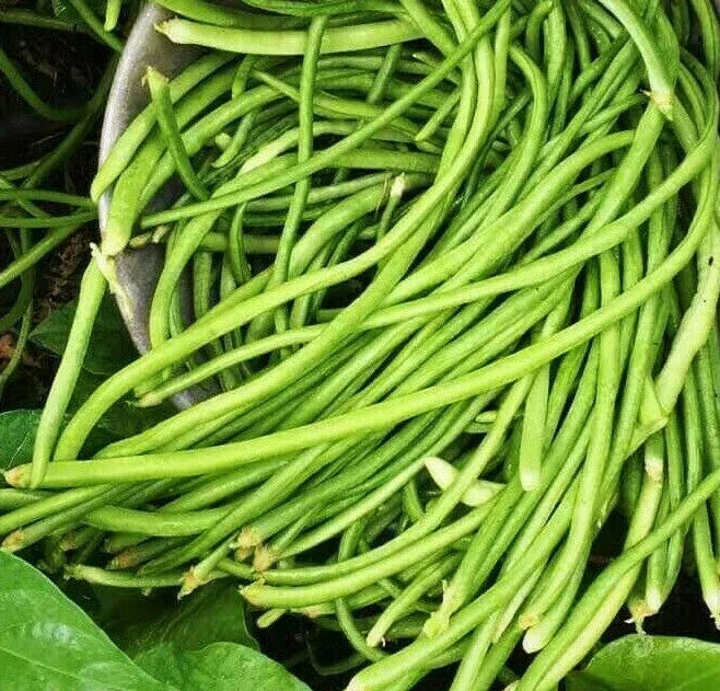 White Yard Long Bean Seeds - Organic Vigna unguiculata - Ideal for Asian Gardens - Non-GMO Heirloom Seeds for 2025