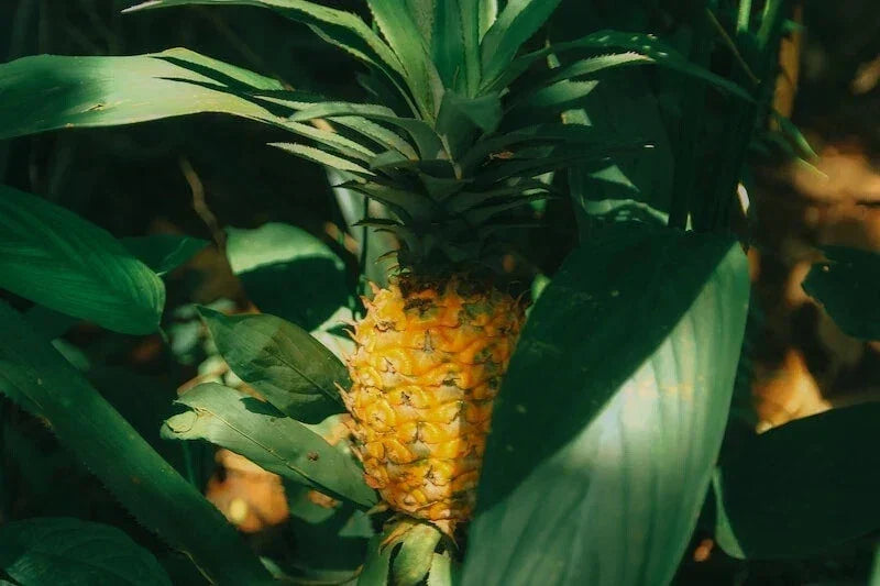 Cabezona Pineapple Seeds - 15+ Pack - Ananas comosus - USA Grown - Non-GMO - Perfect for Home Gardening