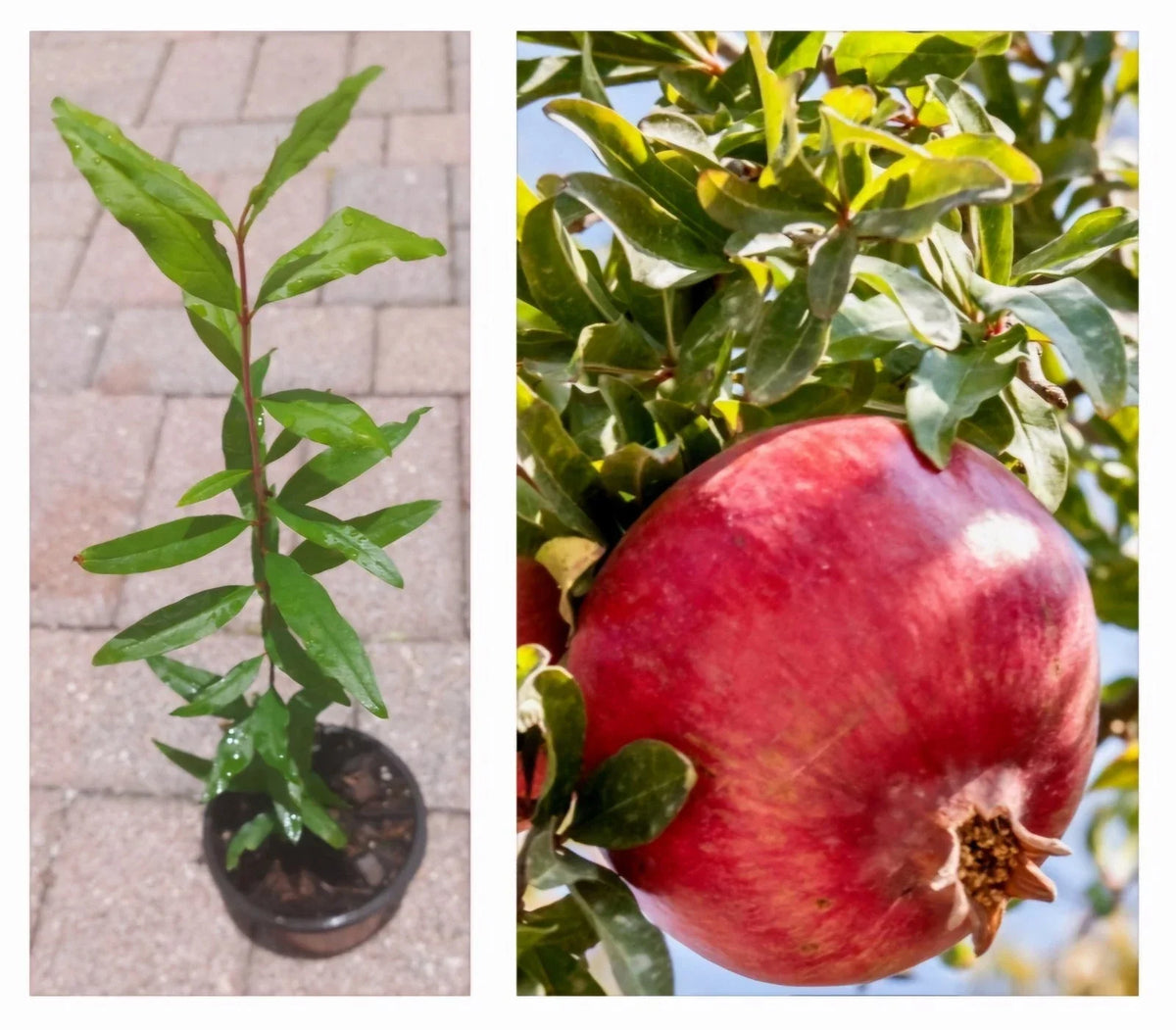 Pomegranate Tree in Pot - Large Pink Fruits - Punica granatum - Indoor/Outdoor Plant