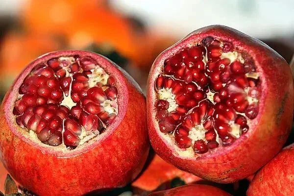 Live Plant Cutting - PARFIANKA Pomegranate Tree, Punica granatum - 13-20" Tall, Ideal for Home Garden or Landscaping
