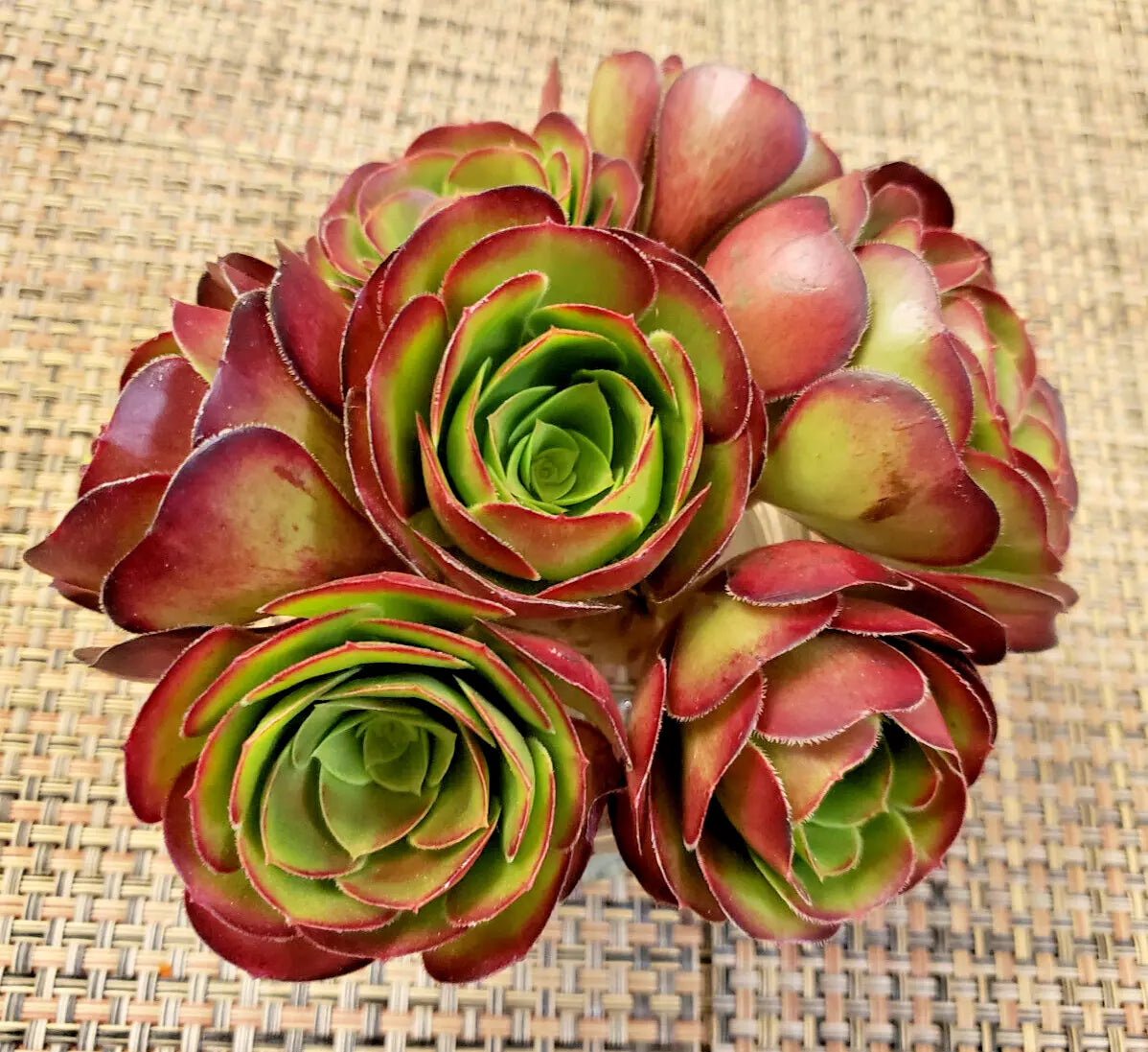 Medium Aeonium 'Velour' Cutting - 4" Succulent Plant with Green Burgundy Variegated Foliage - Aeonium arboreum 'Velour'