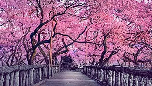 Sakura Tree Seeds - 10 Pack - Cherry Blossom - Prunus serrulata - Perfect for Outdoor or Bonsai Planting