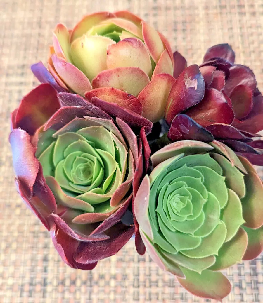 Aeonium Cuttings Quartet - 4" Diameter Varied Succulents - Aeonium spp. - Colorful Indoor/Outdoor Plants for Easy Propagation