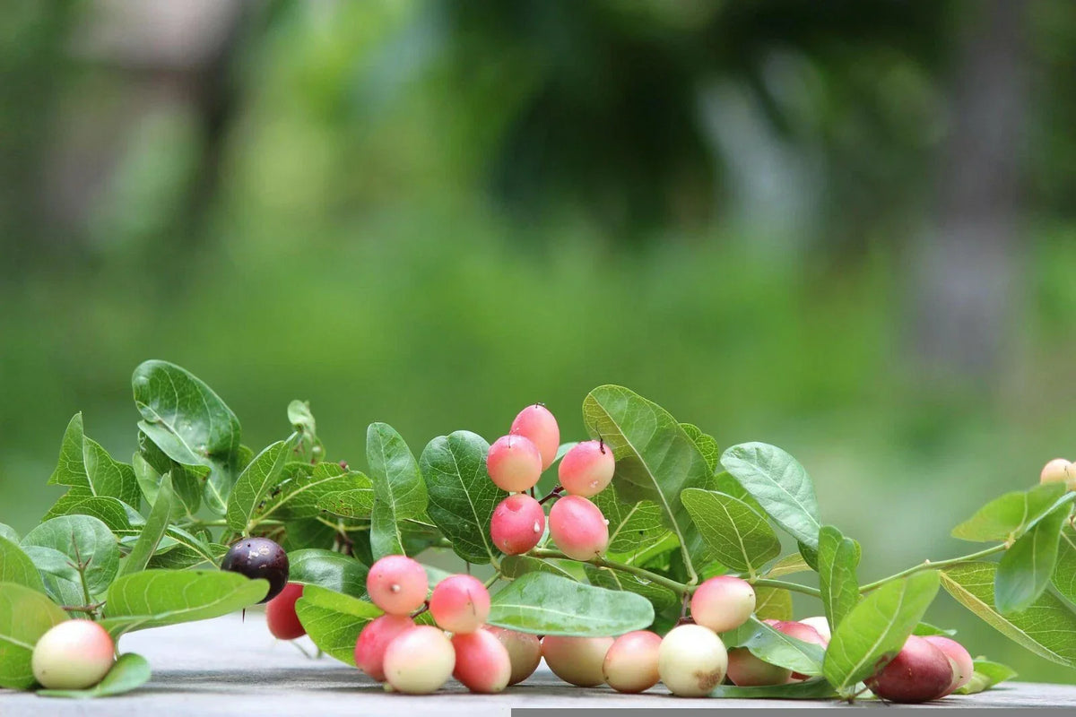 Indian Cherry Seeds - 20 Pack - Rhamnus caroliniana - Deciduous Tree Seeds for Planting
