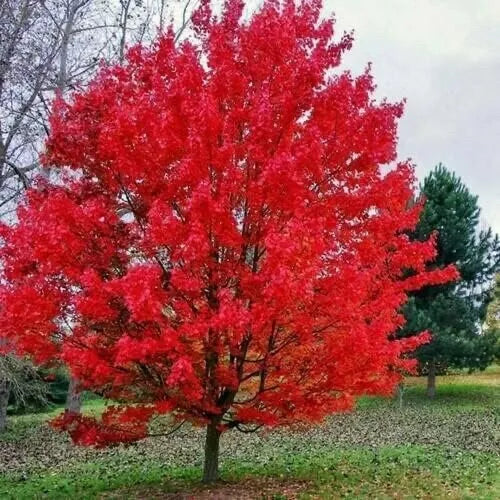 Sourwood Tree Seedlings 1 Gallon Hardy Native Oxydendrum arboreum Fragrant Flowers Fall Foliage