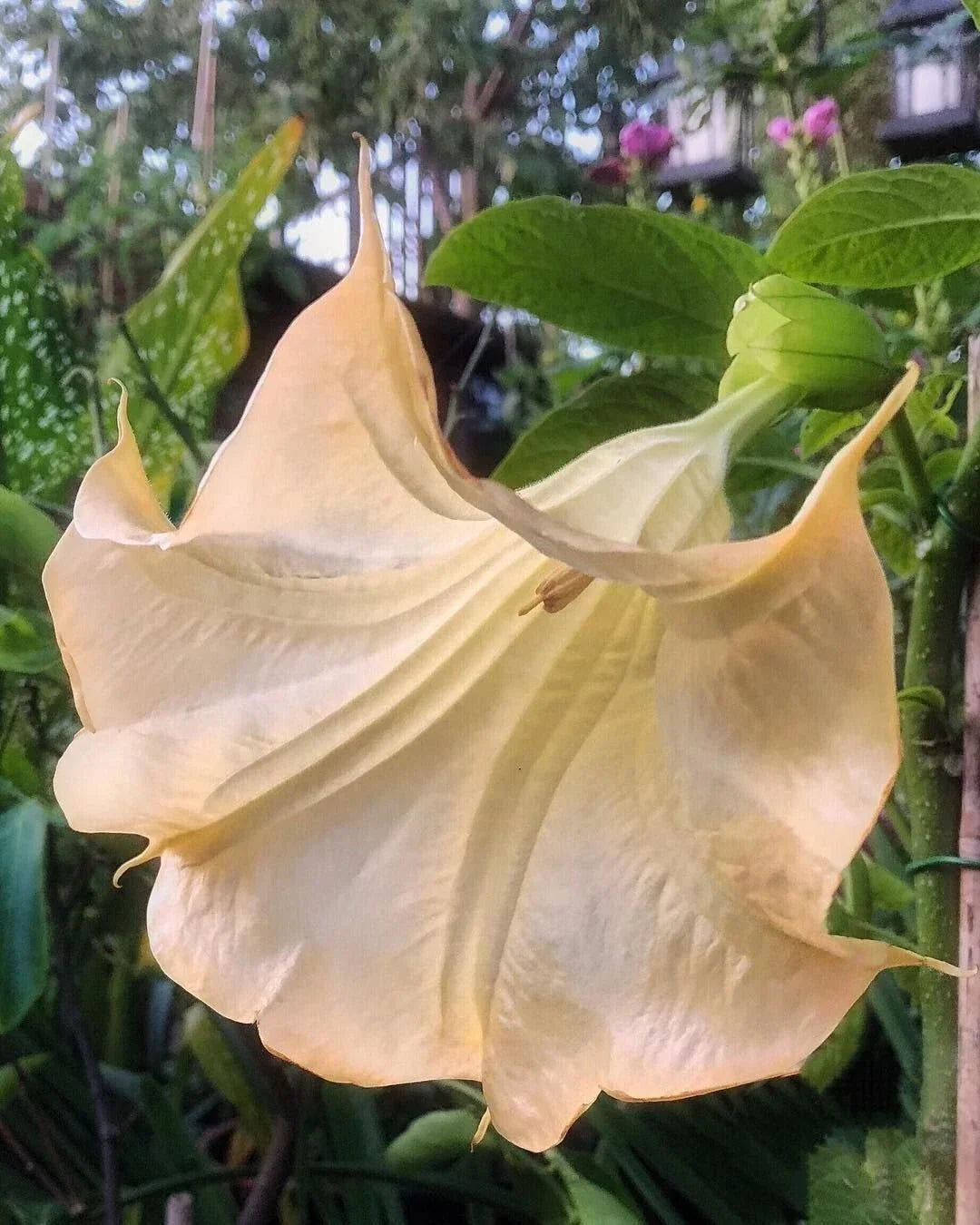 Angel Trumpet Seeds 10 Pack - Olympic Flame Brugmansia Datura Flower Seeds for Vibrant Orange Yellow Blooms