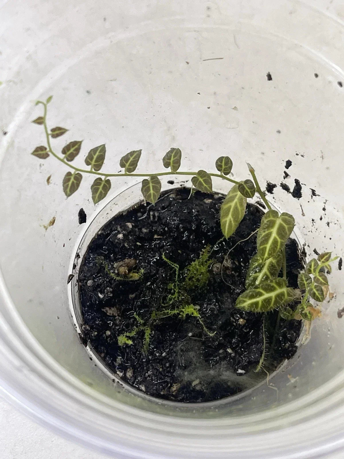 Ecuador Vine Plant in Pot - Solanum sp. - Rooted Indoor Houseplant for Terrarium - Easy Care Live Greenery