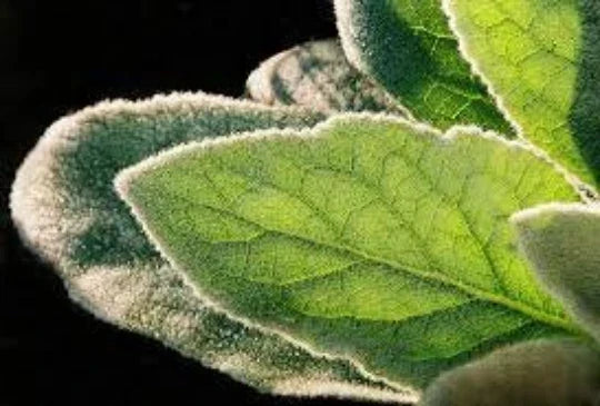Mullein Plants 2-Pack, Organic Medicinal Herb, Verbascum thapsus, Wildcrafted, Yellow Flower Spikes, Garden Starter Plants
