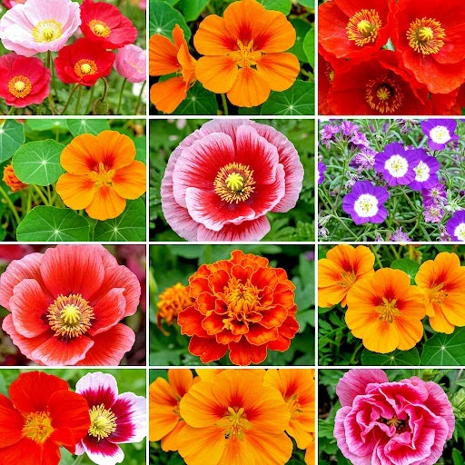 Wildflower Seeds 2000+ Count Autumn Butterfly Hummingbird Mix - Native Pollinators Collection - Various Species