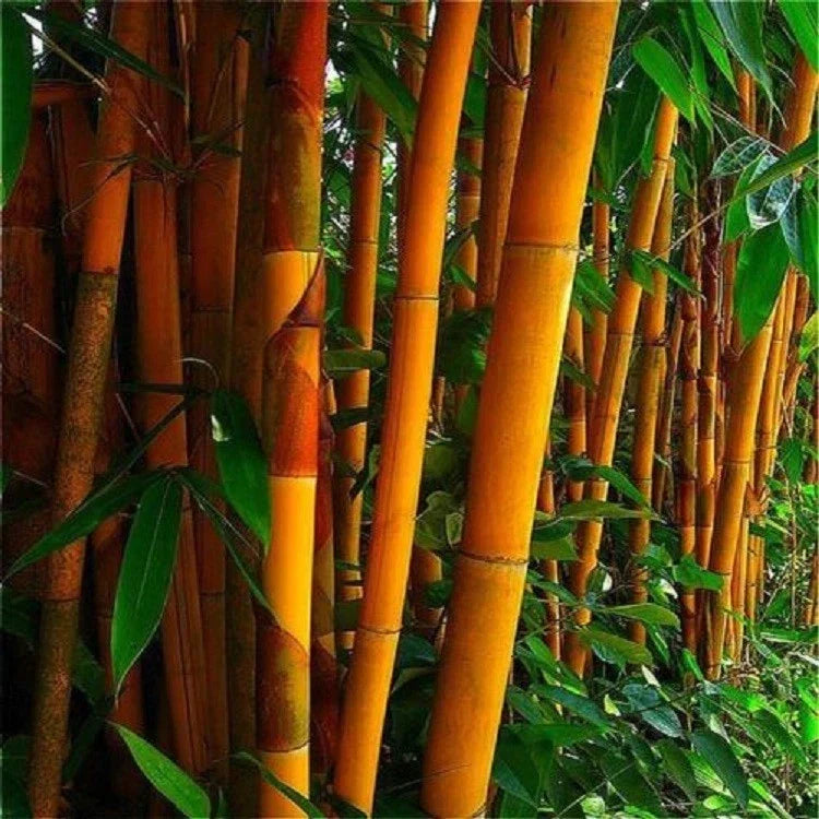50 Orange Bamboo Seeds - Clumping Variety for Privacy Screen - Bambusa vulgaris 'Vittata' - US Seller - Garden Essential