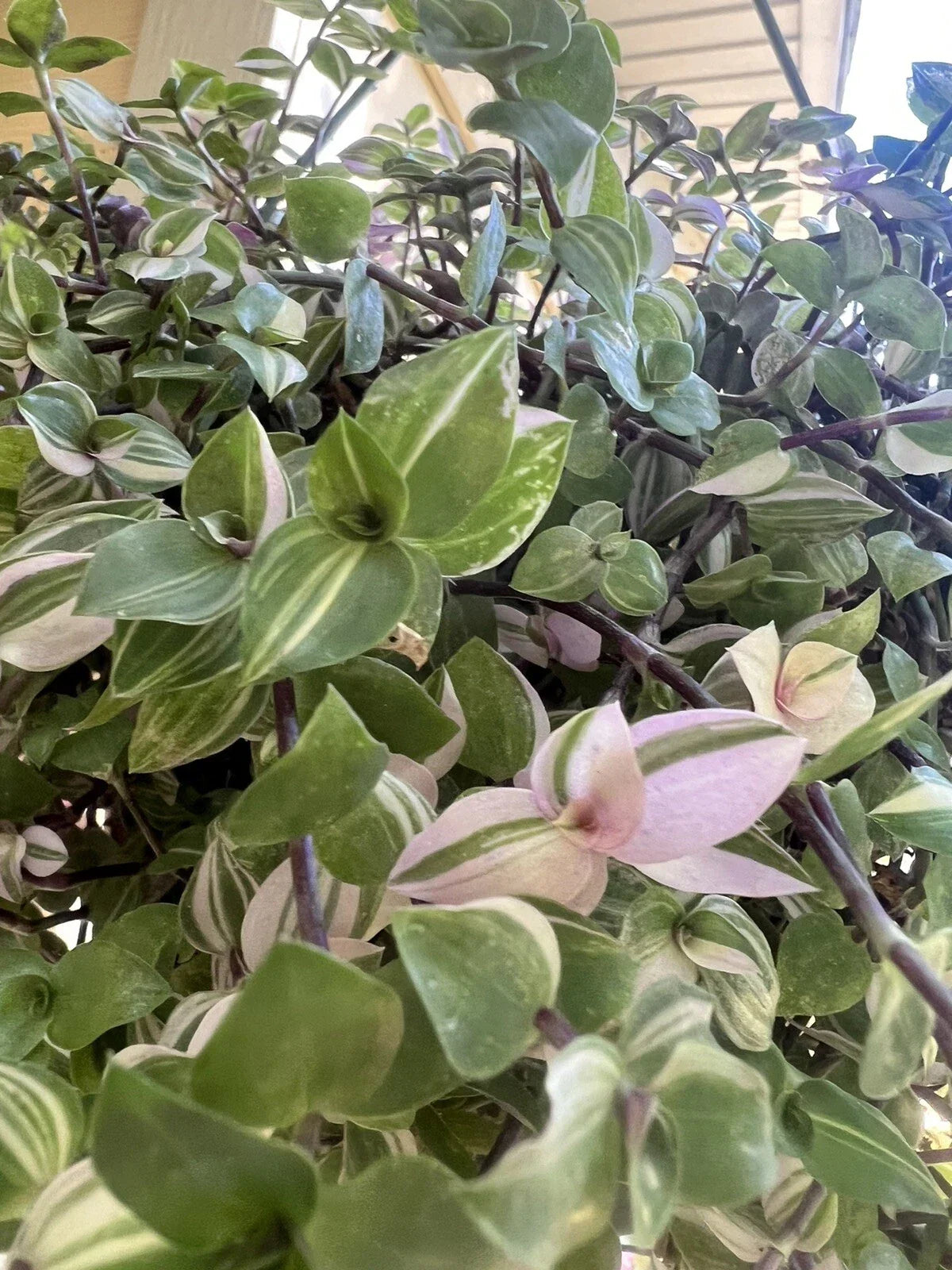 Variegated Callisia Repens Cuttings - 5 Live Wandering Tradescantia Cuttings for Indoor Gardening - Callisia repens