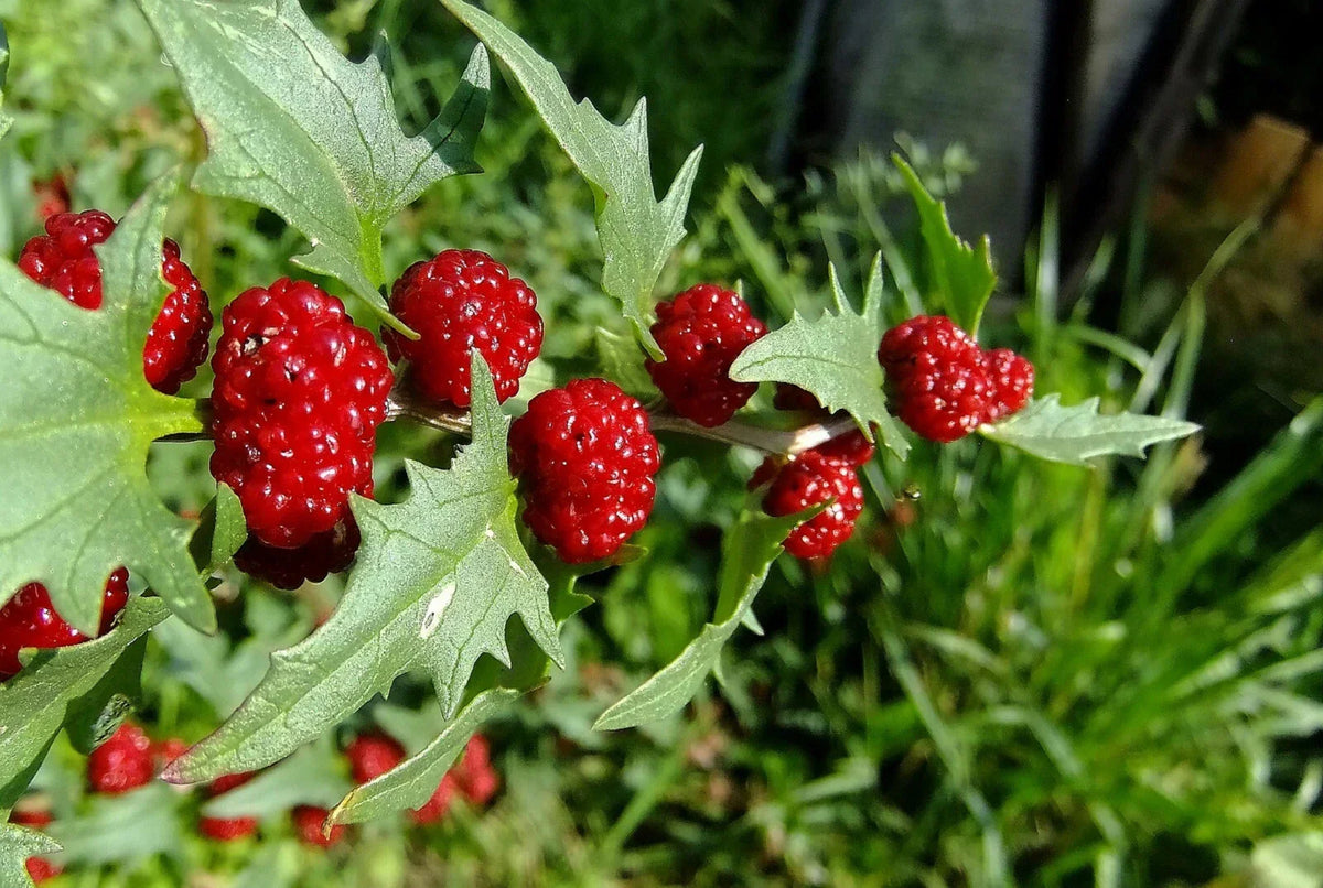 Strawberry Spinach Seeds - 150 Pack - Edible Leaves & Berries - Chenopodium foliosum - Heirloom Vegetable Garden Seeds