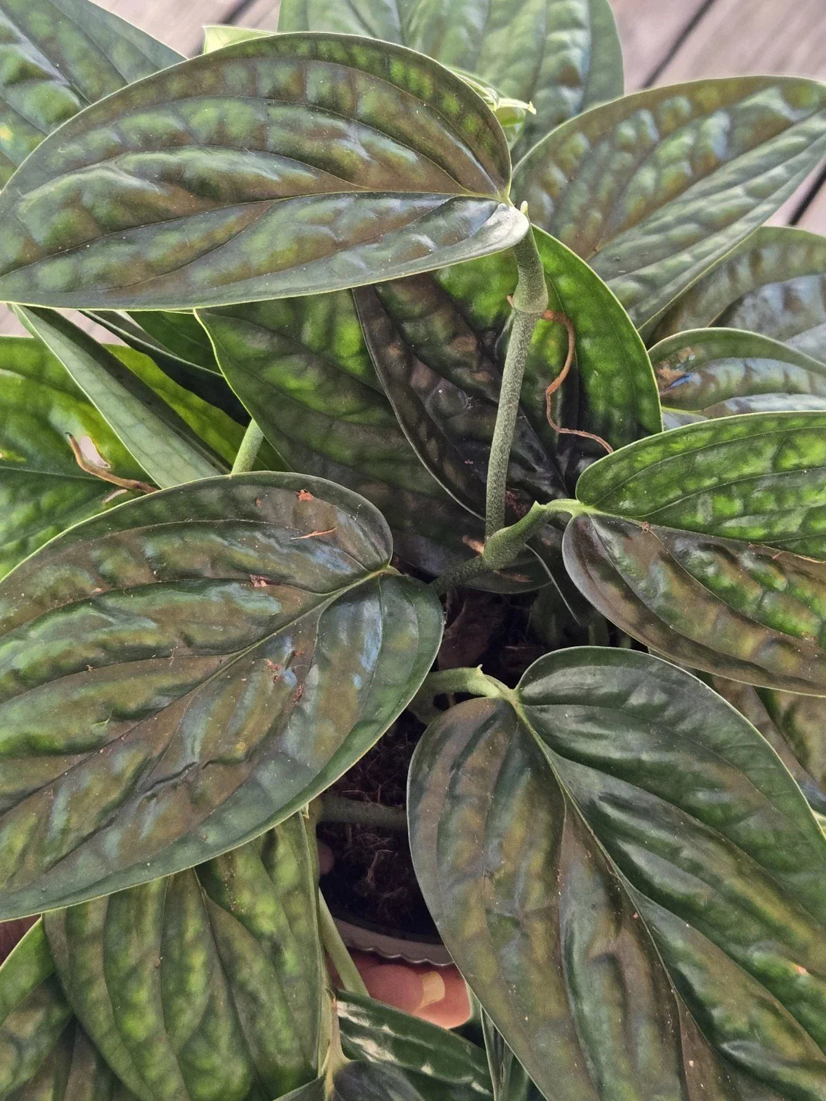 Monstera Peru Cuttings - Tropical Houseplant - Monstera karstenianum - Easy Care Indoor Plant