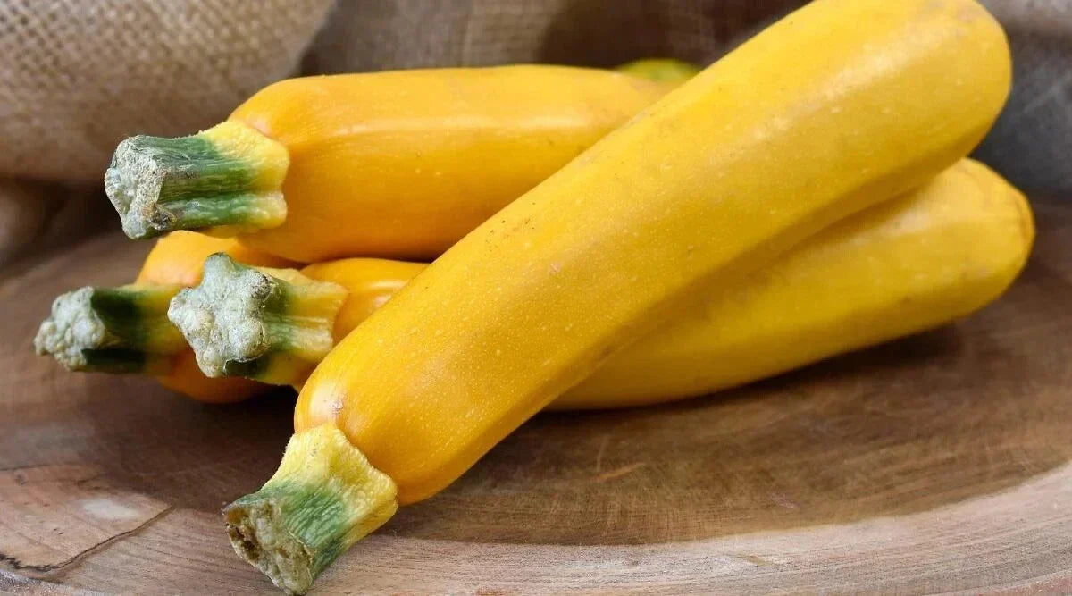 Zucchini Squash Seeds - 25+ Non-GMO Easy Pick Gold II - Cucurbita pepo - Heirloom Variety for Gardening