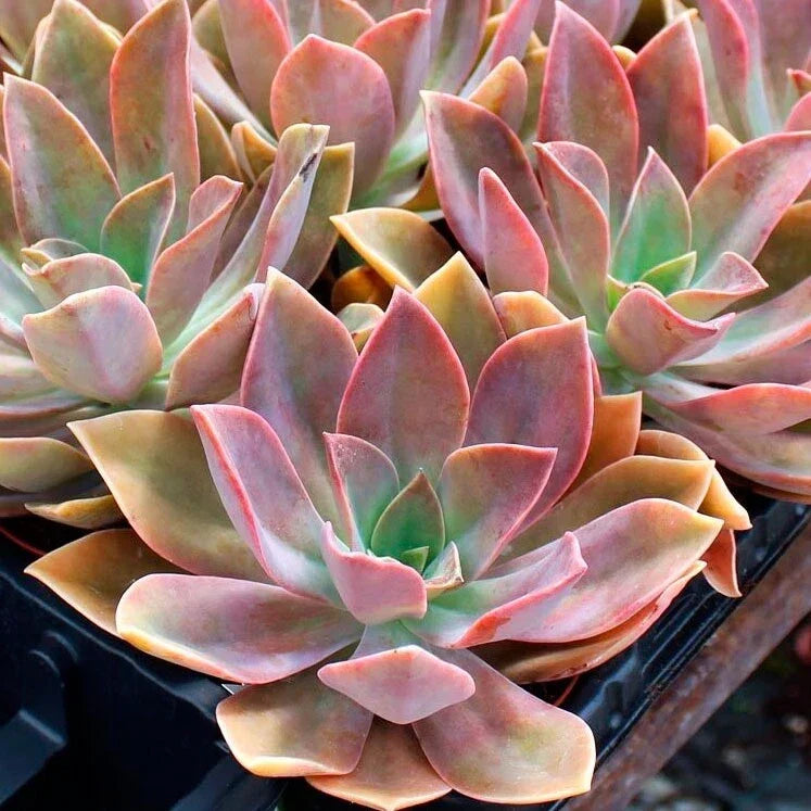 Rare Succulent 4-Inch Graptoveria Dusty Pink Live Plant - Graptoveria 'Dusty Pink' - Indoor Outdoor Garden Decor